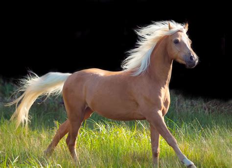 The palomino - Under registration rules, the mane and tail of a palomino have to be at least 75% white, with 25% allowed to be black, grey, or brown. If you have a horse that you think is a palomino but it has a majority of dark mane and tail, chances are the horse is …